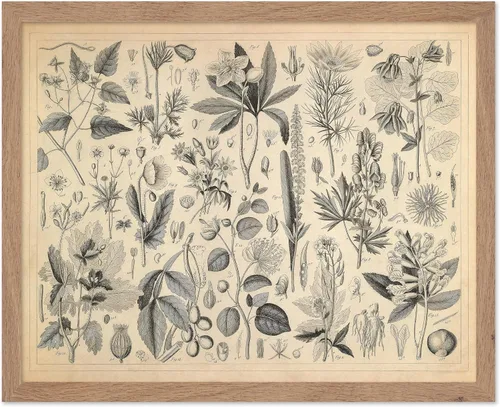 Miniatura 44 de Poster Master Póster Vintage de Plantas Cultivadas - Impresión Botánica Retro - Arte de Flores - Arte de Plantas - Regalo para Hombres y Mujeres