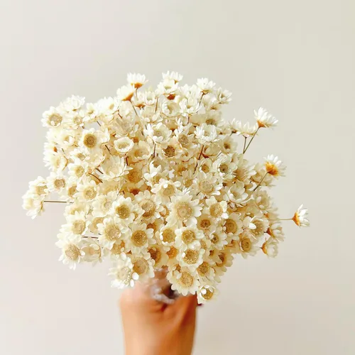 Natural - Secas - Flores Margarita Estrella Pequeña Brasileña Seca Ramo Decorativo Mini Manzanilla para Arreglos Florales de Boda Decoraciones del