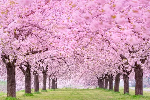 Miniatura 3 de 25 semillas de árbol de flor de cerezo japonés en flor