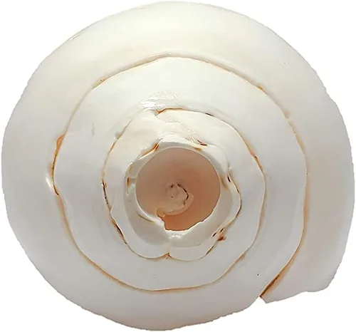 Miniatura 3 de Himalayan Craft Loud Blowing Original Conch Shankh 5 pulgadas grande blanco mejor para Pooja, decoración, meditación de sonido y curación concha