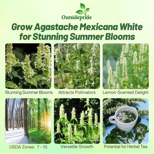 Miniatura 2 de Outsidepride Semillas de hisopo gigante blanco para plantar, 5000 piezas de semillas de jardín de hierbas perennes con flores fragantes atractivas