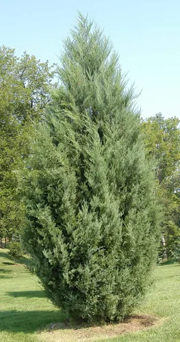 Miniatura 3 de Juniper Burkii - 3 árboles vivos - Juniperus Virginiana - Cribado de cedro rojo de hoja perenne