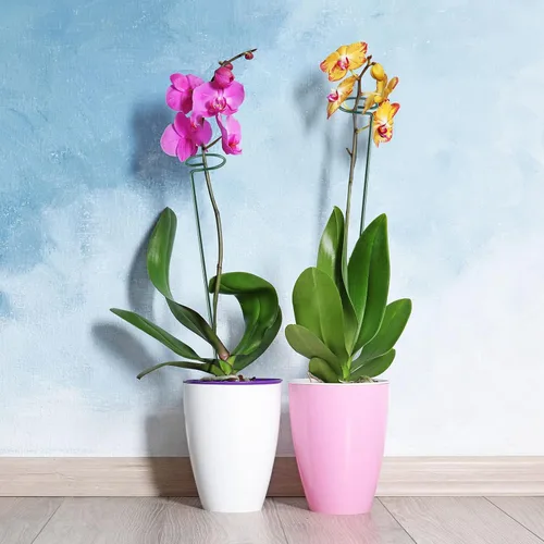 Miniatura 8 de HiGift Paquete de 5 estacas de soporte para plantas, soporte de flores de un solo tallo para jardín, anillos de soporte de jaula de plantas