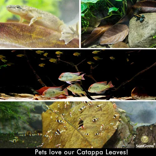 Miniatura 2 de SunGrow Catappa Hojas de almendra india, 8 pulgadas, para camarones de agua dulce y peces tropicales