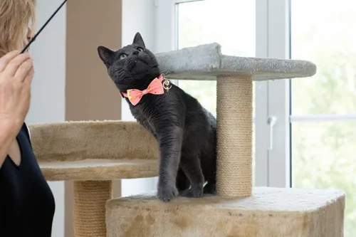 Miniatura 7 de 2 collares de gato con pajarita y campana, luna dorada y estrella brillante en la oscuridad para gatito (negro y rosa)