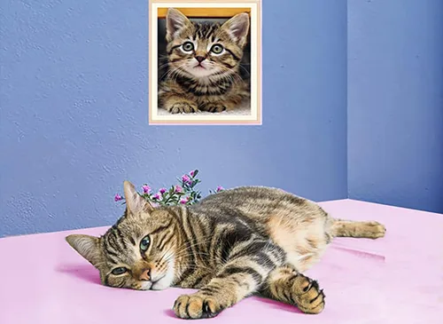 Miniatura 3 de Kit de pintura de diamante para adultos, gato atigrado para decoración de pared del hogar, 12 x 16 pulgadas