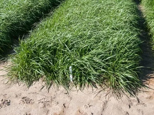 Miniatura 4 de Alcanza semillas de riegrass de pasto tetraploide (10 libras)