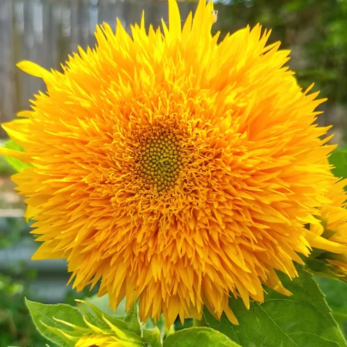 Miniatura 4 de Seed Needs, Tall Teddy - Semillas de girasol – 100 semillas de reliquia para plantar Helianthus annuus – Flores de doble pétalo, atrae polinizadores