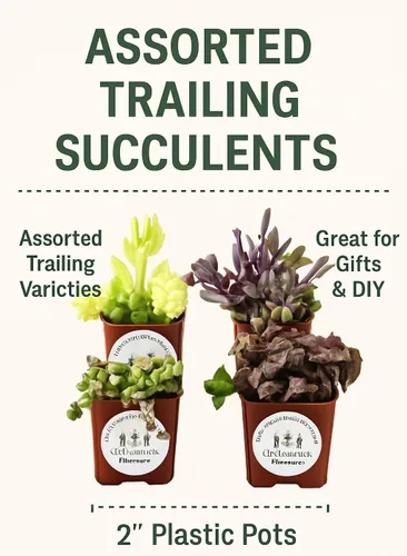 Live Trailing Mystery Suculentas | Suculentas colgantes reales bien arraigadas plantadas en macetas de 2 pulgadas | Plantas pequeñas surtidas para