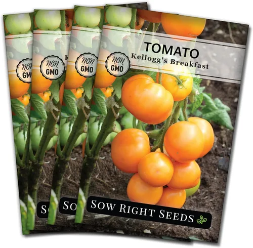 Miniatura 9 de Sow Right Seeds - Semillas de tomate Kellogg's Breakfast para plantar - Paquete de reliquia sin OMG con instrucciones para plantar un huerto casero