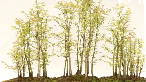 Semillas de Bonsai de Redwood - 25 Seeds - Enviados desde Estados Unidos - Sequoia Bonsai Seeds
