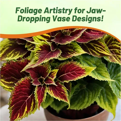 Miniatura 6 de Outsidepride 200 semillas anuales Coleus Fairway Ruby Follage Interior Casa Planta o Jardín Semillas de flores