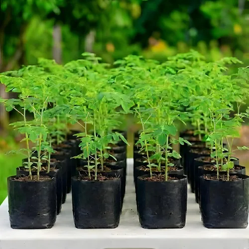 Planta viva de árbol de Moringa, Malunggay de 6 a 8 pulgadas de alto Plantas vivas de Moringa, Árbol de rábano de caballo, Plantas de hierba de