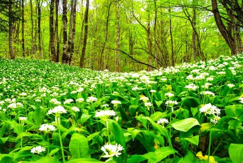 Miniatura 4 de Wild Garlic Ramsons Buckrams Wild Onion 40 semillas sin OMG para plantar