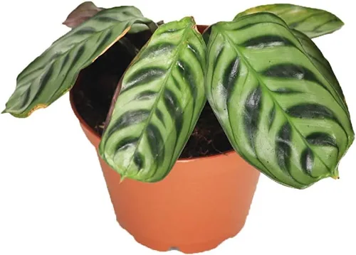 Miniatura 2 de Serpiente de cascabel Calathea -2.5'' de California Tropicals
