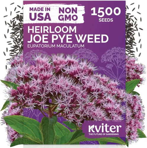 Miniatura 40 de KVITER 1600 semillas de pensamiento de los gigantes suizos para plantar (Viola wittrockiana) - Paquetes de semillas de colores mixtos Flores