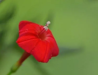 Miniatura 2 de Heirloom 40 Semillas Estrella Ipomoea Ciprés Vid Cardinal Escalador Quamoclit Flor Semillas a Granel B0116