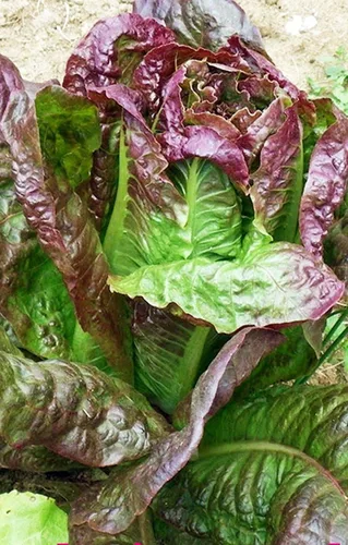 Lechuga, semillas de lechuga romana de hoja roja, sin OMG, más de 150 semillas por paquete, saludable y abundante, una gran adición a cualquier