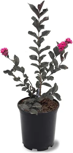 Miniatura 22 de American Plant Exchange Black Diamond Shell Pink Crape Myrtle Tree Live, maceta de 1 galón, 1-1.5 pies de alto, flores rosas vibrantes, tolerantes a