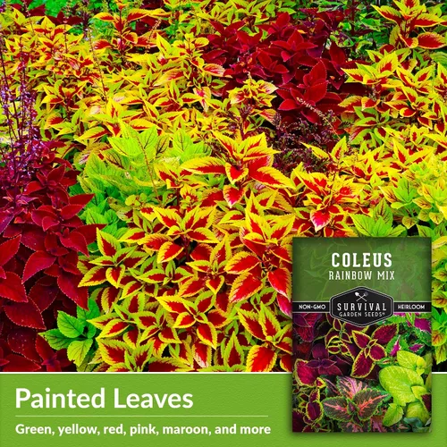 Miniatura 3 de Rainbow Mix Coleus Semillas para plantar, jardín de sombra anual, 1 paquete Indoor & Outdoor Plant with Colorful Foliage for Containers