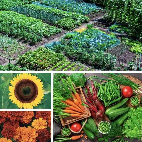 Park Seed Ultimate Garden Seed Collection – Kit de verduras, hierbas y flores sin OMG con 30 variedades de primera calidad para todas las estaciones
