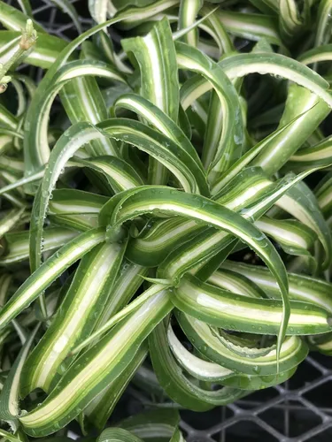 Miniatura 2 de Planta de interior viva de araña, variedad Bonnie Curly Variety, purificadora de aire, bajo mantenimiento, perfecta para decoración del hogar