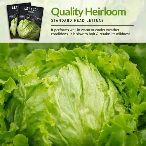 Miniatura 6 de Paquete de 1 semilla de lechuga iceberg para plantar, paquete con instrucciones para cultivar lechuga crujiente en tu huerto casero, variedad