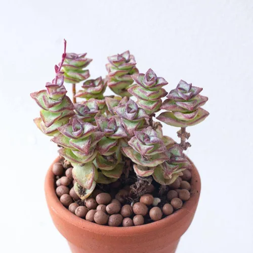 Miniatura 5 de Caja de suculentas Colección única de suculentas de Crassula vivas, fáciles de cultivar, planta de interior para el hogar, totalmente enraizadas