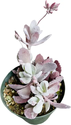 Miniatura 16 de Plantas de cactus suculentas vivas de USKC (maceta de 4 pulgadas) (Echeveria agavoides Lip Stick)