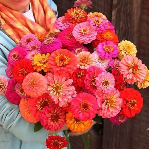 Pumila Pompon Zinnia Seeds - Paquete de 500 mg ~ 55 Semillas - Anual - Polinizado abierto - Semillas de jardinería de flores