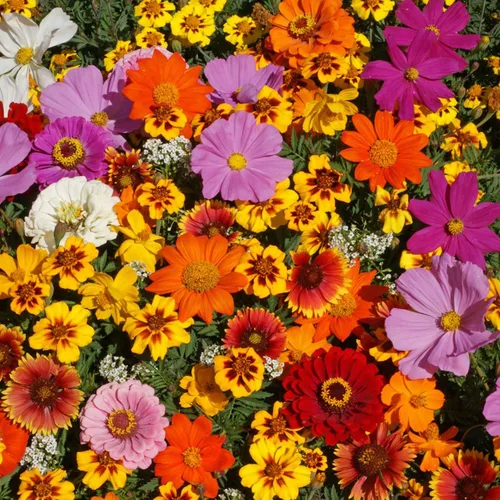 Park Seed Cultiva tu propia mezcla vibrante de jardín de flores silvestres, perfecta para abejas, mariposas y colibríes, mezcla de Bee Buddies,