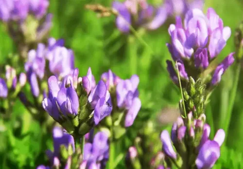 Miniatura 2 de 100 semillas de alfalfa morada, cultivo de cobertura regenerativa, semillas certificadas sin OMG de alta germinación, semillas convencionales