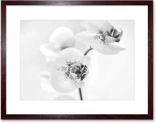 Miniatura 8 de FOTO NATURALEZA PLANTA ORQUIDEA FLOR NEGRO BLANCO MARCO IMPRESIÓN F12X4368