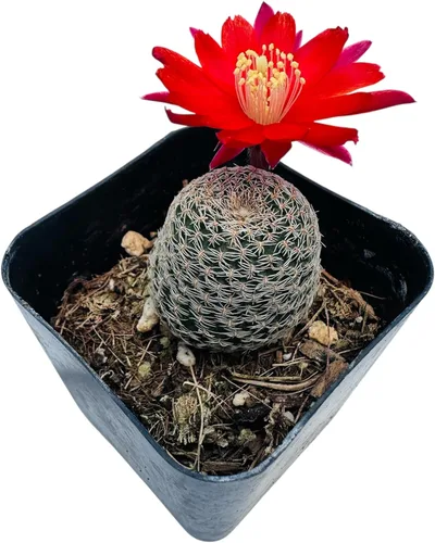 Miniatura 4 de Colección de plantas de cactus Live Rebutia para decoración del hogar maceta de 2 pulgadas (color del telar #2)