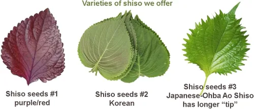 Miniatura 2 de 2026 EarlyBird-200 Semillas de Perilla/Shiso para plantar, semillas no transgénicas, semillas vegetales tradicionales para plantar. Grandes semillas