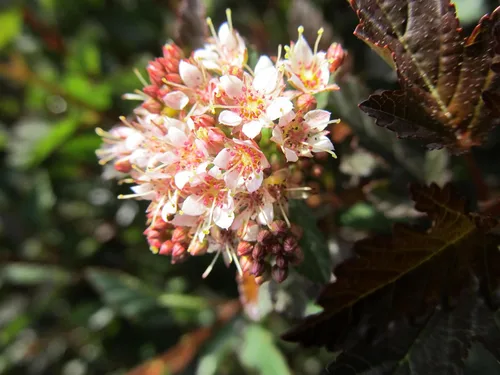 Miniatura 2 de Primeras ediciones - Physocarpus op. Little Devil (Ninebark) Arbusto, follaje burdeos, #3 - Contenedor