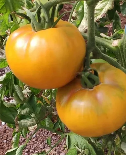 Miniatura 2 de 250 semillas de tomate Golden Jubilee Heirloom – Sin OMG – Semillas siempre frescas – Semillas de siembra para huerto doméstico