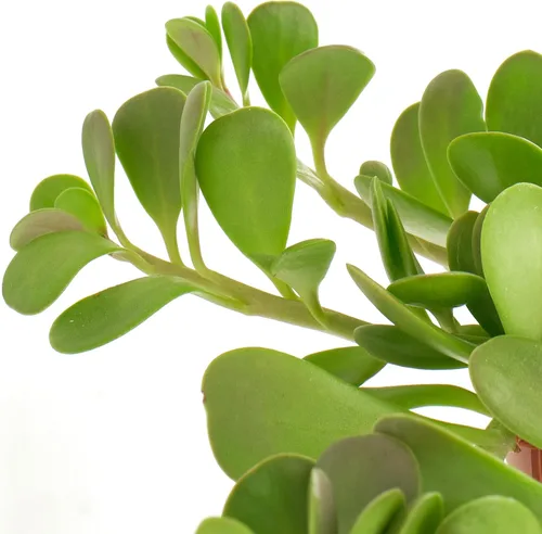 Miniatura 2 de Shop Succulents Planta Suculenta de Jade Rastrero, Senecio Jacobsenii, Planta Suculenta Viva de 6 Pulgadas Completamente Enraizada con Colgador