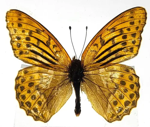 Miniatura 28 de Mariposa Bluebottle real de 2.9 pulgadas en resina de Lucite transparente, grafio, sarpedón, colección de manualidades para biología, ciencias
