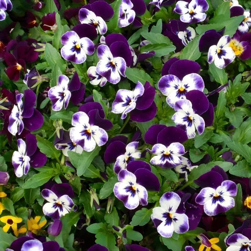 Miniatura 5 de 1000 semillas de viola tricolor (pensamiento), flores brillantes y de fácil germinación para camas de jardín, macetas de patio y paisajismo