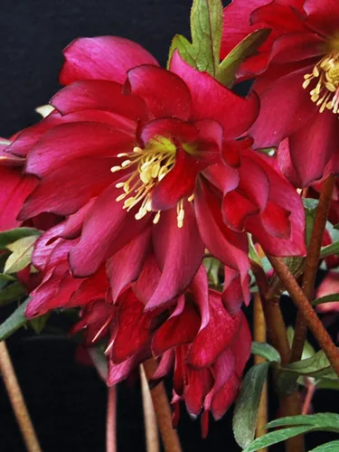 Miniatura 9 de Perennial Farm Marketplace Helleborus x Winter Jewels "Flor de Cerezo" (Rosa Cuaresmal) Perenne, 1 Quart, Flores Rojas
