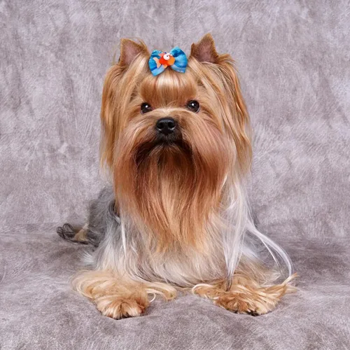 Miniatura 6 de 24 unids/12 pares de lazos para el pelo de perro con banda de goma, patrón de animales marinos de verano para niña, macho, hembra, pequeño, mediano