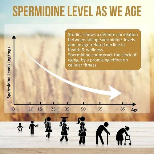 Miniatura 4 de Spermidine Supplements 13mg - 1300mg Cápsulas de extracto de germen de trigo fórmula potente con mayor contenido de espermidina y zinc para un