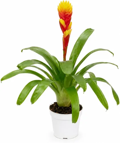 Miniatura 27 de Agloanema Garnet House Plant, Chinese Evergreen Live Plant for Indoor Spaces, Colorful Aglaonema Live Plant, Feng Shui Plants Live Houseplants for