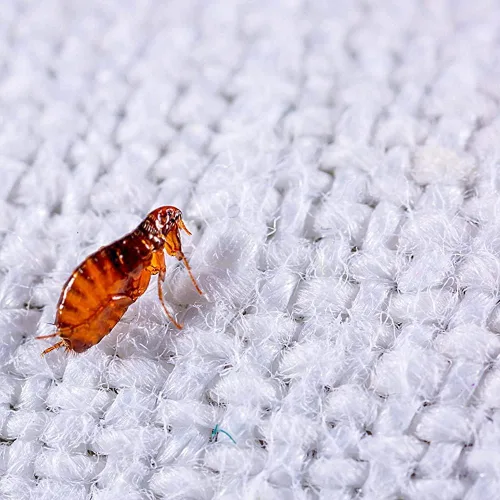 Miniatura 4 de Enforcer EFKOB203 - Mata pulgas para alfombras, fragancia brisa oceánica, 20 onzas (caja de 12), mata pulgas, garrapatas, piojos, hormigas, peces