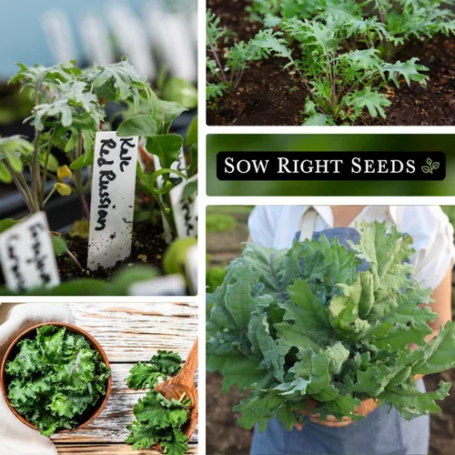 Miniatura 4 de Sow Right Seeds - Semillas rojas de col rizada rusa para plantar - Paquete de reliquia sin OMG con instrucciones para plantar un huerto casero