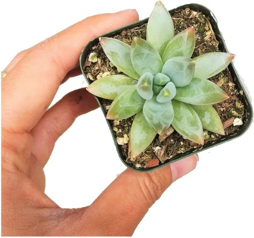 Miniatura 14 de Adenium Obesum - Rosa del desierto de 4 pulgadas, suculenta saludable, rara e inusual, viva de fácil cuidado, planta interior de casa, totalmente