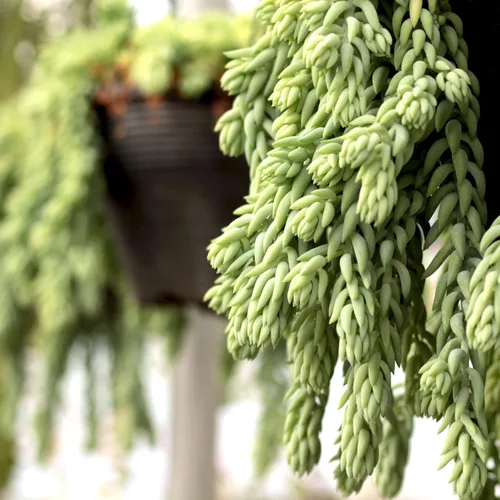 Miniatura 7 de Mountain Crest Gardens Paquete de Suculentas Trailing & Strings - 12 Plantas Vivas en Macetas de 2 Pulgadas - Suculentas Reales para Jardineras
