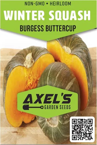Miniatura 2 de Semillas de calabaza de invierno para plantar – Planta y cultiva calabaza Burgess Buttercup – Instrucciones para plantar un jardín de verduras