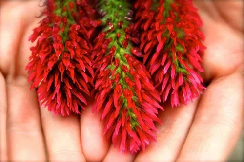 Miniatura 5 de TomorrowSeeds - Crimson Clover Seeds - 1 Pound - for 2025 Planting USA Garden Flower Italian Blood Red Clovers Winter Annual Cover Crop Non-GMO